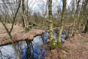 At the Source of the Alster