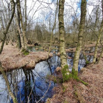 At the Source of the Alster